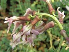 variegata Ελληνικό ενδημικό Viola cephalonica