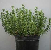 Satureja cuneifolia έχουν αρωματική, φαρμακευτική,
