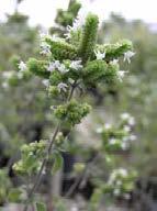 Ύψος 50-, άνθη σε ταξιανθίες, ανθίζει Ιούλιο Αύγουστο. Το είδος Origanum vulgare Προετοιμασία εδάφους στον αγρό ΕΛΓΟ ΔΗΜΗΤΡΑ: ΠΡΩΤΟΚΟΛΛΟ ΚΑΛΛΙΕΡΓΕΙΑΣ subsp.