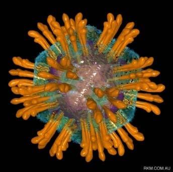 pylori [3] CagA Nardi MA, et al.