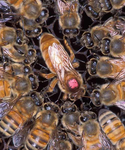 1.2.4 Η Βασίλισσα Εικόνα 4: Βασίλισσα μέλισσα 1.2.4.1 Γενικές Πληροφορίες Είναι το πιο μεγαλόσωμο άτομο του μελισσιού.