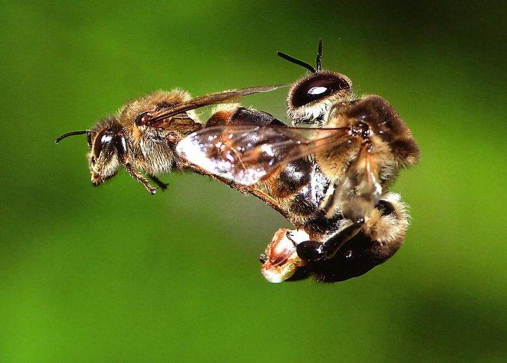 Εικόνα 5: Σύζευξη μελισσών Η σύζευξη γίνεται πάντα στον αέρα. Για να θεωρηθεί επιτυχημένο ένα γαμήλιο ταξίδι, θα πρέπει η βασίλισσα να επιστρέψει στη φωλιά με 5,5 εκατ.