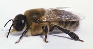 1.2.5 Ο κηφήνας Εικόνα 6: Κηφήνας 1.2.5.1 Γενικές Πληροφορίες Ο κηφήνας είναι η αρσενική μέλισσα, που κύριο σκοπό ύπαρξης έχει τη γονιμοποίηση της βασίλισσας.