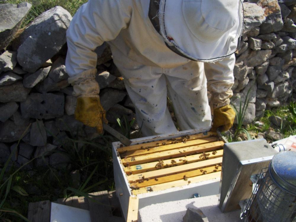 σύγχρονοι μελισσοκόμοι Εικόνα 18: