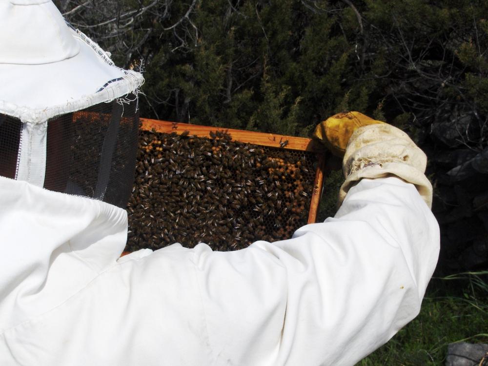 γεννάνε αυγά και χτίζουν τα εξάγωνα στα οποία αποθηκεύουν το μέλι. Και τέλος ο πάτος, είναι το κάτω μέρος της κυψέλης. Στηρίζει την κυψέλης και είναι ο τόπος που μαζεύονται οι ακαθαρσίες των μελισσών.