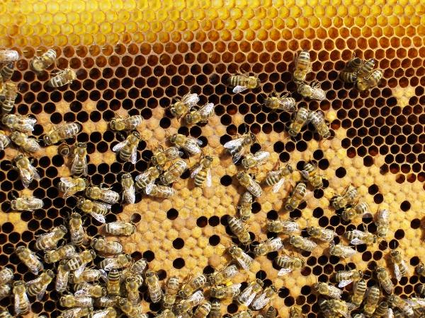 Στη συνέχεια, τοποθετούμε τα πλαίσια με το μέλι σε ένα πάτωμα, στο οποίο να μην έχουν πρόσβαση οι μέλισσες ώστε να αποφευχθεί κάποια λεηλασία.