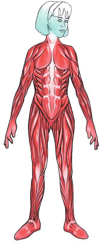Ο ανθρώπινος σκελετός έχει πάνω από 200 οστά, που είναι καλυμμένα από τους μυς και το δέρμα. Τα οστά συνδέονται μεταξύ τους στις αρθρώσεις.