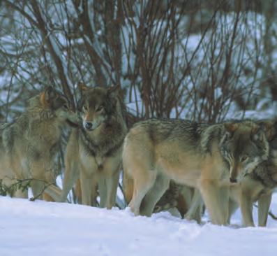 Όταν δε βρίσκει τροφή, πλησιάζει στάνες κτηνοτρόφων και επιτίθεται στα ζώα τους. Οικογένεια λύκων Ο θηλυκός λύκος γεννά 4 έως 6 μικρά. Τα μικρά μένουν με τους γονείς τους για έναν χρόνο τουλάχιστο.