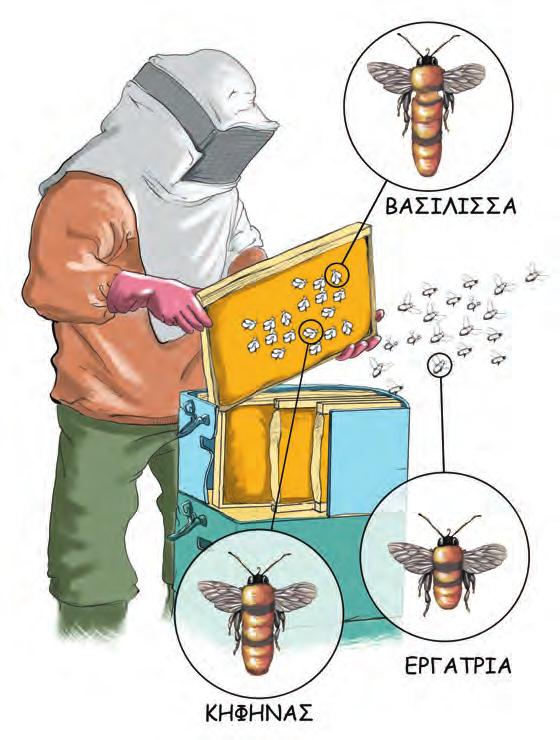 057-088_22ENOTHTA3 4/3/2013 12:07 µµ Page 66 Π α ρ α τ η ρ ο ύ µ ε Η μέλισσα, ένα ασπόνδυλο ζώο 4 S Παρατηρούμε τη μέλισσα της εικόνας και γράφουμε στα κενά τετράγωνα που βρίσκονται από κάτω τον