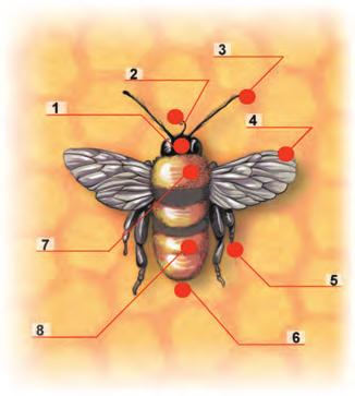 9 μέλισσα κεφάλι θώρακας κοιλιά κεντρί κεφάλι θώρακας κοιλιά πόδια φτερά κεντρί κεραίες προβοσκίδα μάτια Ας γνωρίσουμε καλύτερα την κοινωνία των μελισσών 5 Βασίλισσα: είναι η αρχηγός της κοινωνίας