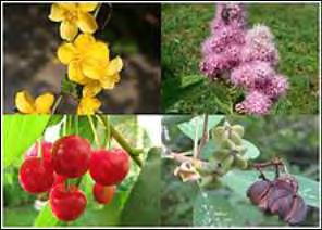 canina, Lupinus albus, Lupinus angustifolius και Pyrus spinosa Assessment of antioxidant and protective activity against