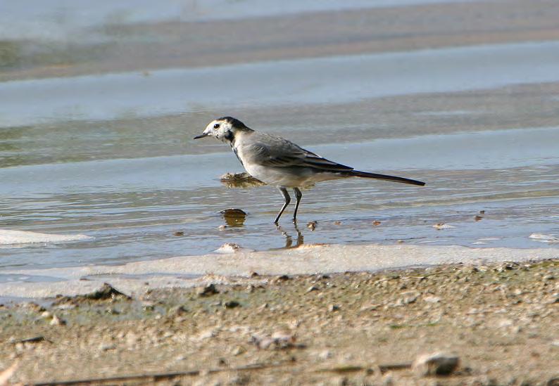 Τάξη: Passeriformes (Στρουθιόµορφα) Οικογένεια: Motacillidae (Κελάδες-Σουσουράδες) Είδος: Motacilla alba (Λευκοσουσουράδα) Γνωρίσµατα: Έχει το ίδιο µέγεθος (18εκ.