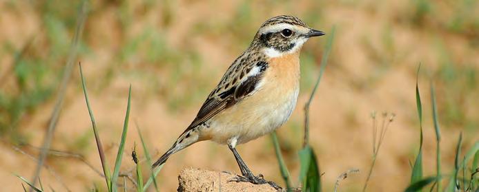 Τάξη: Passeriformes (Στρουθιόµορφα) Οικογένεια: Turdidae (Τσίχλες) Είδος: Saxicola rubetra (Καστανολαίµης) Γνωρίσµατα: Έχει το ίδιο µέγεθος (13εκ.) και την ίδια κοντόχοντρη µορφή µε το Μαυρολαίµη.