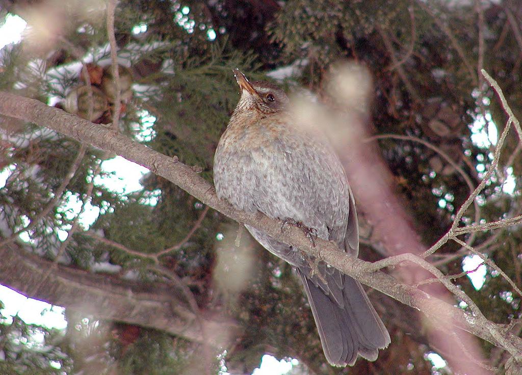 Τάξη: Passeriformes (Στρουθιόµορφα) Οικογένεια: Turdidae (Τσίχλες) Είδος: Turdus philomelοs (Τσίχλα - Κελαηδότσιχλα) Γνωρίσµατα: Μικρότερη σε µέγεθος (23εκ.