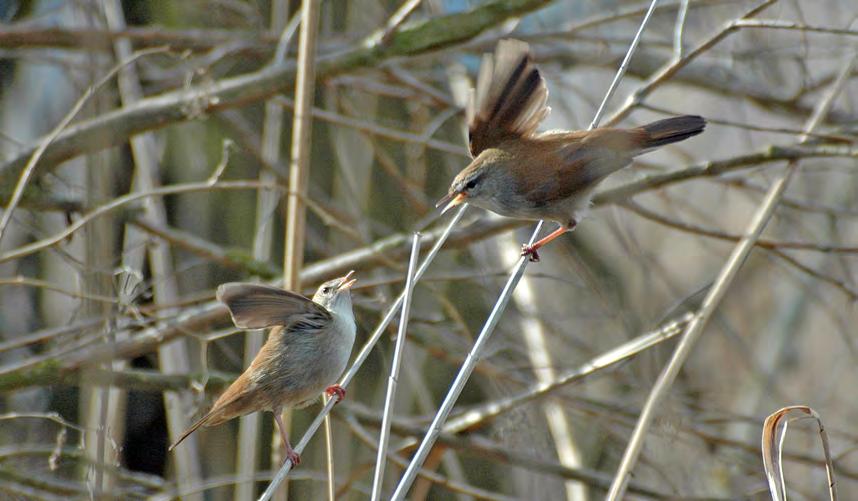 Τάξη: Passeriformes (Στρουθιόµορφα) Οικογένεια: Sylviidae (Τραγουδιστές) Είδος: Cettia cetti (Ψευταηδόνι) Γνωρίσµατα: Με µέγεθος 14εκ.