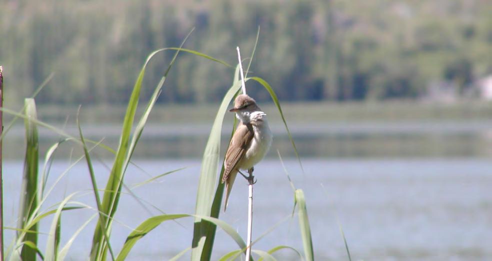 Τάξη: Passeriformes (Στρουθιόµορφα) Οικογένεια: Sylviidae (Τραγουδιστές) Είδος: Acrocephalus arundinaceus (Τσιχλοποταµίδα) Γνωρίσµατα: Έχει µέγεθος 16-20εκ.