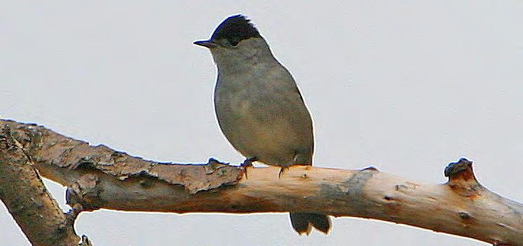 Τάξη: Passeriformes (Στρουθιόµορφα) Οικογένεια: Sylviidae (Τραγουδιστές) Είδος: Sylvia articapilla (Μαυροσκούφης - Σταφιδοτσιροβάκος) Γνωρίσµατα: Έχει µέγεθος 14εκ.