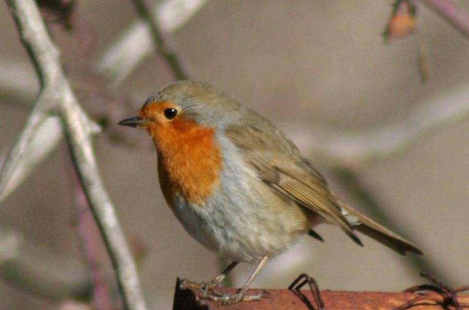 Τάξη: Passeriformes (Στρουθιόµορφα) Οικογένεια: Turdidae (Τσίχλες) Είδος: Erithacus rubecula (Κοκκινολαίµης) Γνωρίσµατα: Είναι µικρό πουλί στο µέγεθος (14εκ.