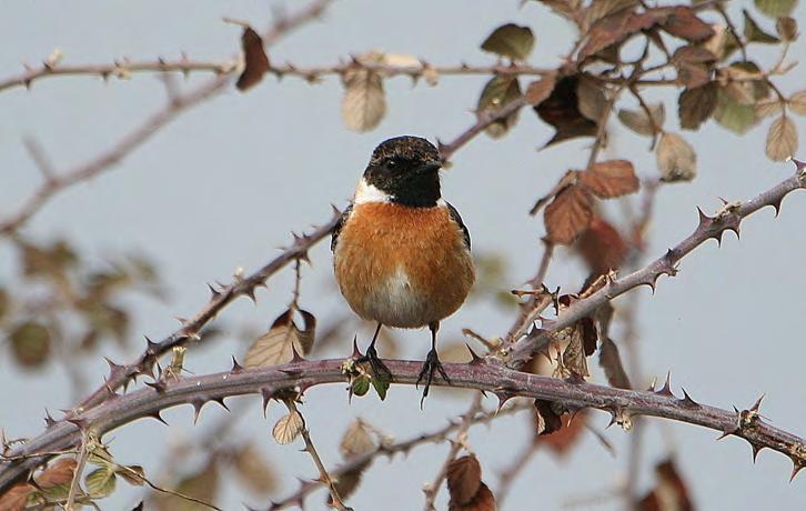 Τάξη: Passeriformes (Στρουθιόµορφα) Οικογένεια: Turdidae (Τσίχλες) Είδος: Saxicola torquata (Μαυρολαίµης) Γνωρίσµατα:Έχει κοντόχοντρη µορφή και µέγεθος 13εκ.