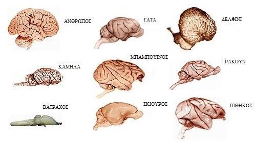Η δομή του είναι ίδια με αυτή των υπολοίπων θηλαστικών αλλά με πιο ανεπτυγμένο εγκεφαλικό φλοιό (σχήμα 1.2).