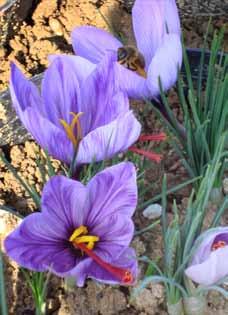 Κρόκος Λατινική ονομασία: Crocus sativus L Οικογένεια: Iridaceae Ιστορία Γνωστός και ως ζαφορά, σαφράν.