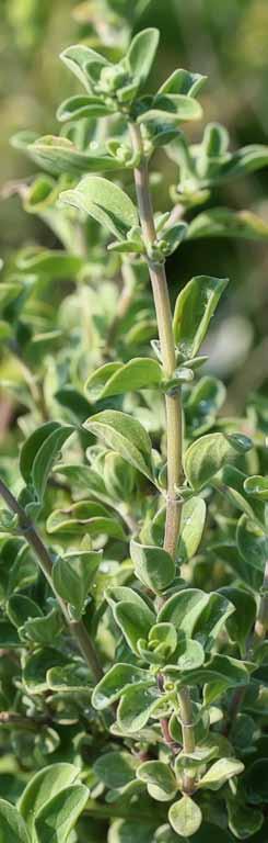 Μαντζουράνα Λατινική ονομασία: Origanum majorana L. Οικογένεια: Lamiaceae Ιστορία Γνωστή και ως «αείφυλλος αμάραγκος» του Θεόφραστου ή «σαμψύχιο» του Διοσκουρίδη.