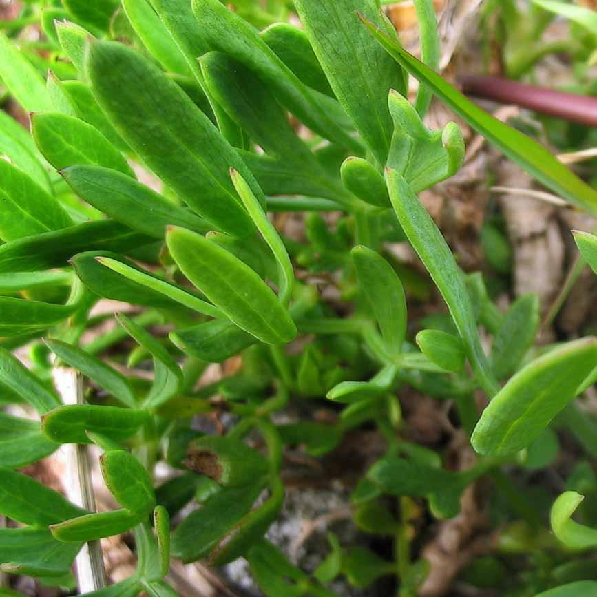 Κρίταμο Λατινική ονομασία: Crithmum maritimum L. Οικογένεια: Apiaceae (Umbelliferae) Ιστορία Οι σπόροι του φυτού έχουν μεγάλη ομοιότητα με το κριθάρι, γι αυτό οι αρχαίοι Έλληνες το ονόμαζαν «κρίθμον».