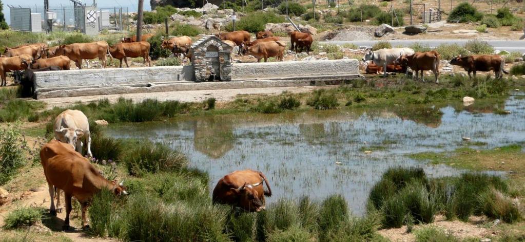 14. Μετά από κάποια απόσταση συναντάμε κόκκινες βούλες που δείχνουν το μονοπάτι στα δεξιά μας το οποίο και ακολουθούμε.