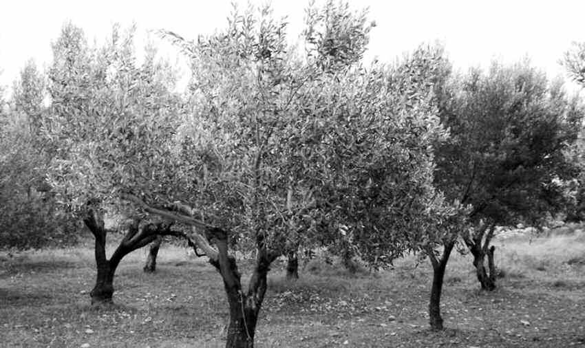 Οπως ανακοινώθηκε χθες από την Περιφερειακή Ενότητα Χαίων, με έγγραφο του ΤΟΕΒ Χρυοσκαλίτισσας του Δήμου Κισάμου ζητήθηκε η αποστολή κλιμακίου εωπόνων στις περιοχές Λειβάδια Κεφάλια - Χρυσοσκαλίτισσα