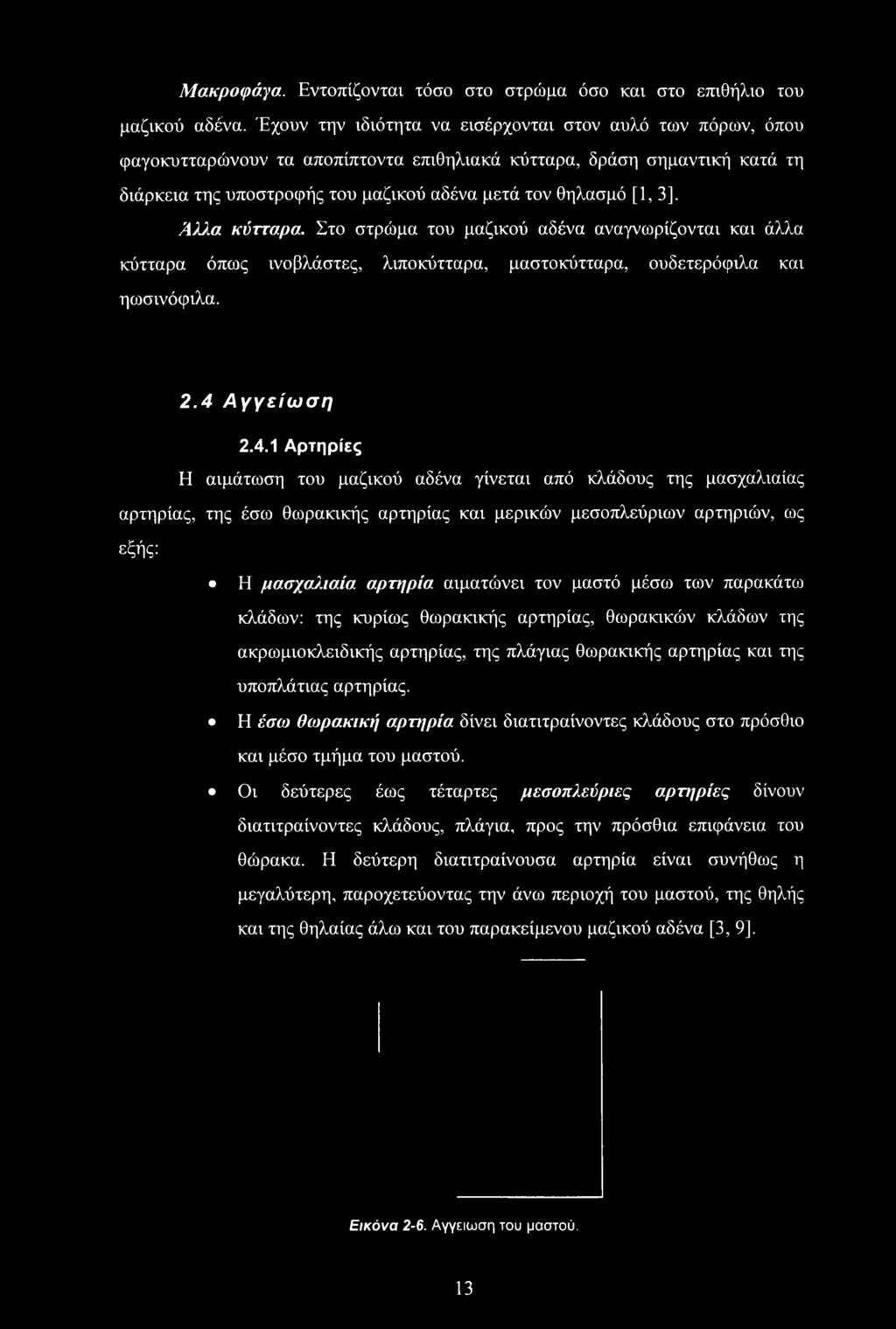 Άλλα κύτταρα. Στο στρώμα του μαζικού αδένα αναγνωρίζονται και άλλα κύτταρα όπως ινοβλάστες, λιποκύτταρα, μαστοκύτταρα, ουδετερόφιλα και ηωσινόφιλα. 2.4 