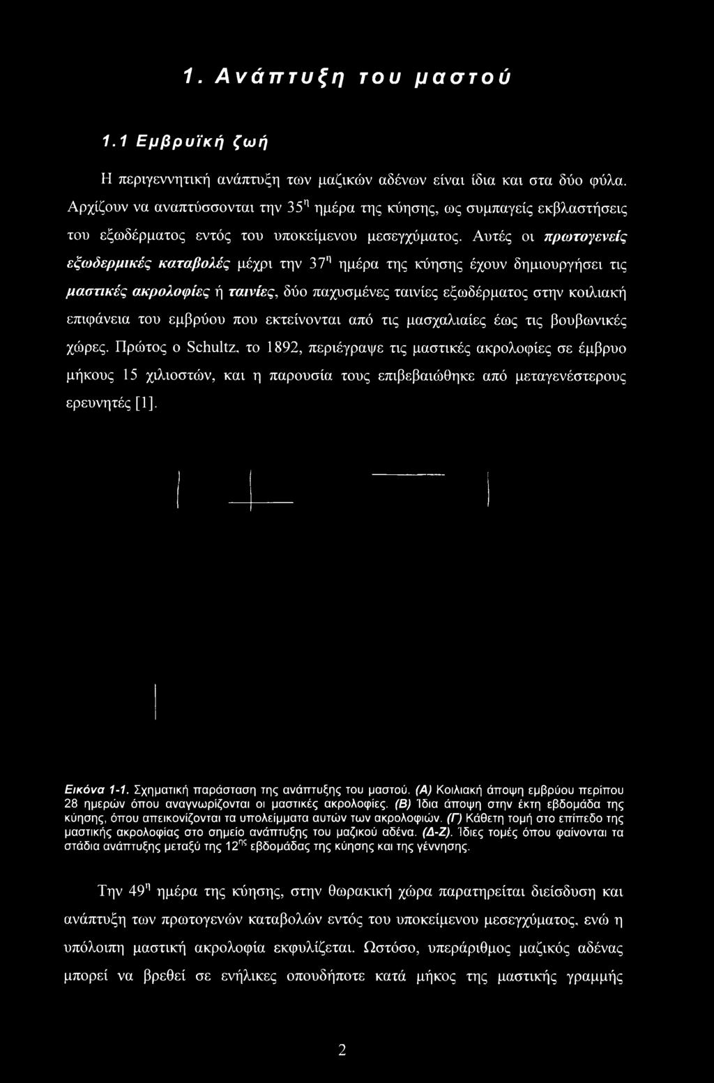 Αυτές οι πρωτογενείς εξωδερμικές καταβολές μέχρι την 37η ημέρα της κύησης έχουν δημιουργήσει τις μαστικές ακρολοφίες ή ταινίες, δύο παχυσμένες ταινίες εξωδέρματος στην κοιλιακή επιφάνεια του εμβρύου