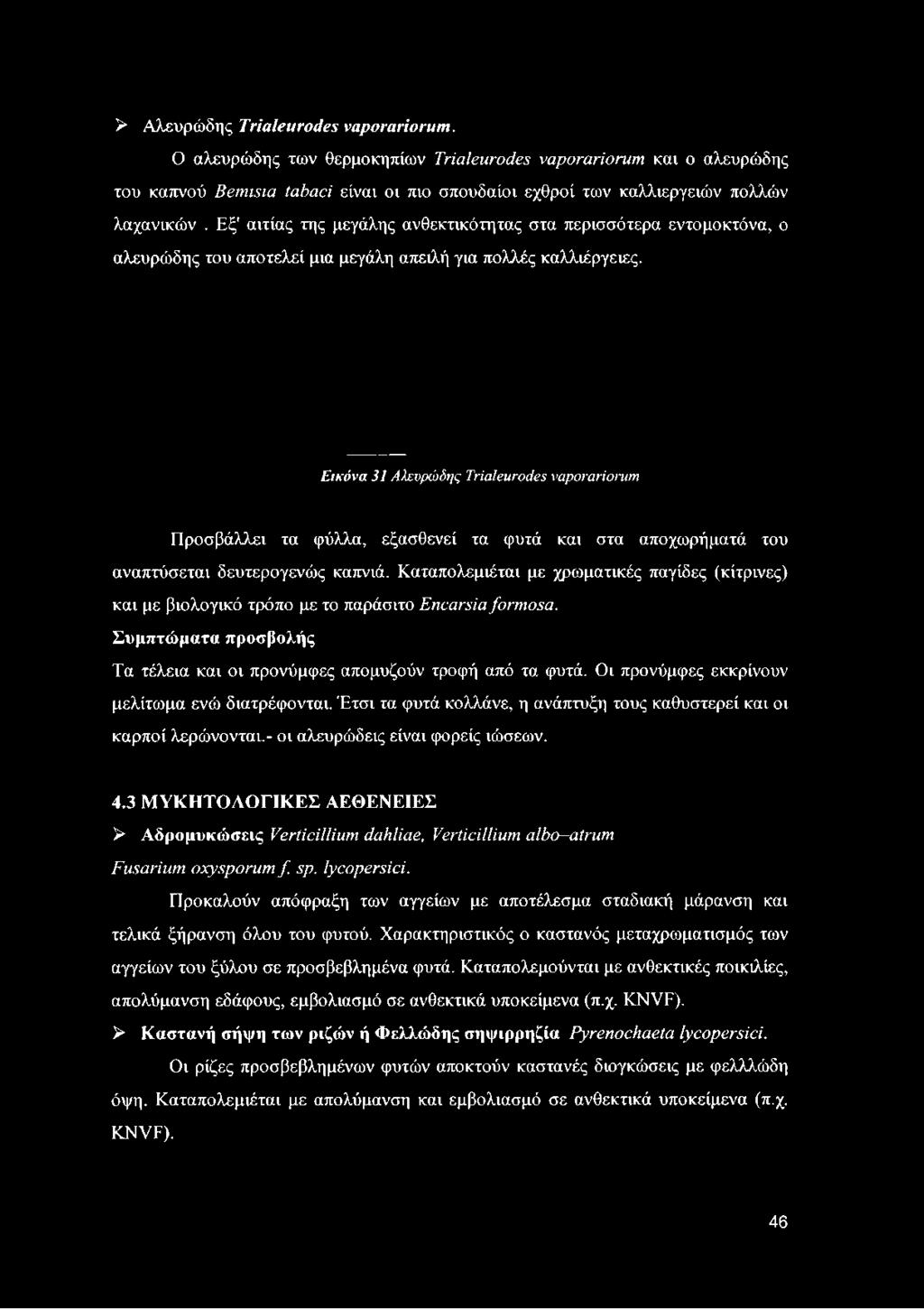 Εικόνα 31 Αλευρώδης Trialeurodes vaporariorum Προσβάλλει τα φύλλα, εξασθενεί τα φυτά και στα αποχωρήματά του αναπτύσεται δευτερογενώς καπνιά.