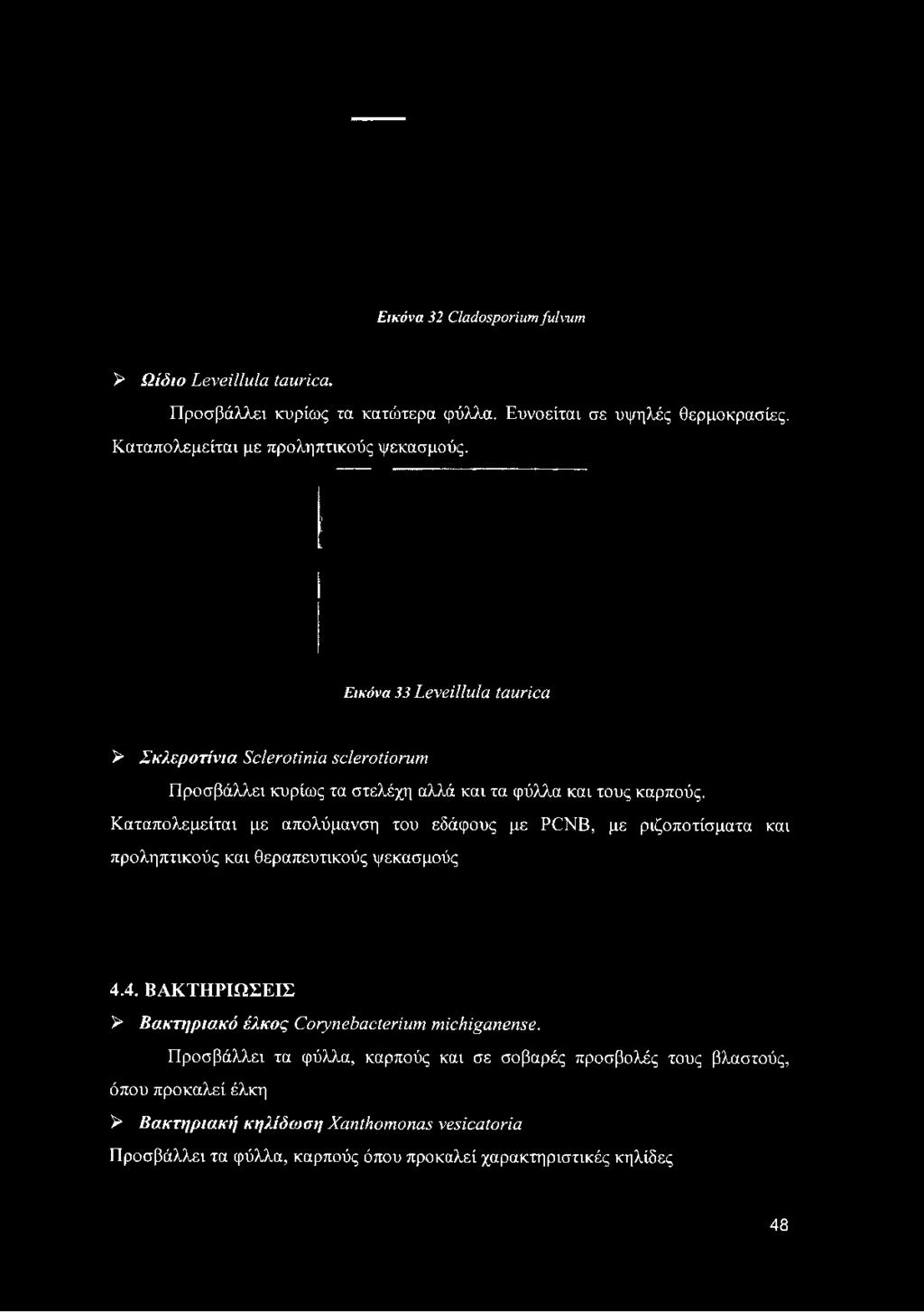 Εικόνα 32 Cladosporium fulvum > Ωίδιο Leveillula táurica. Προσβάλλει κυρίως τα κατώτερα φύλλα.