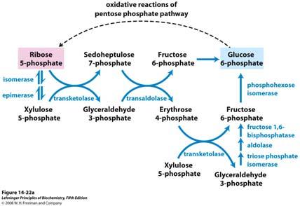 Put pentoza fosfata i glikolizu povezuju transketolaze i transaldolaze Ribuloza 5-fosfat može se izomerazom pretvoriti u riboza-5-fosfat (aldozu) ili fosfopentoza epimerazom u ksiluloza-5-fosfat