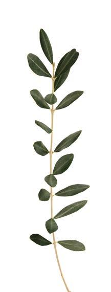 Συσκευασίες δώρου Κουτί με σαπούνι traditional + κρέμα χεριών &
