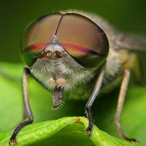 Εντομο Quiz! Τα έντομα αντιλαμβάνονται τους ήχους με τα τυμπανικά όργανα που βρίσκονται στην κεφαλή δίπλα στις κεραίες.
