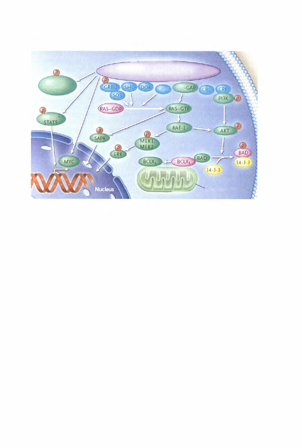 BCR-ABL Cytoskeletal proteins*) crkl' Ras- STATl Mitochondrion Εικόνα 4 : Σχηματική αναπαράσταση των βιοχημικών μονοπατιών μεταγωγής σήματος που επηρεάζονται από την πρωτεΐνη Bcr-Abl.