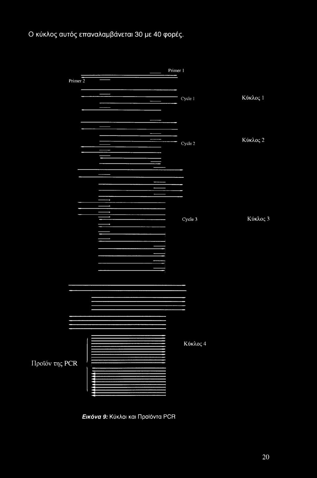 Primer 2 Primer 1 Cycle 1 Κύκλος 1 Cycle 2