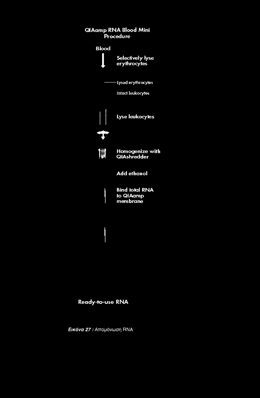 GHAamp RNA Blood Mini Procedure Blood l Selectively lyse erythrocytes Lysed erythrocytes Intact leukocytes Lyse leukocytes