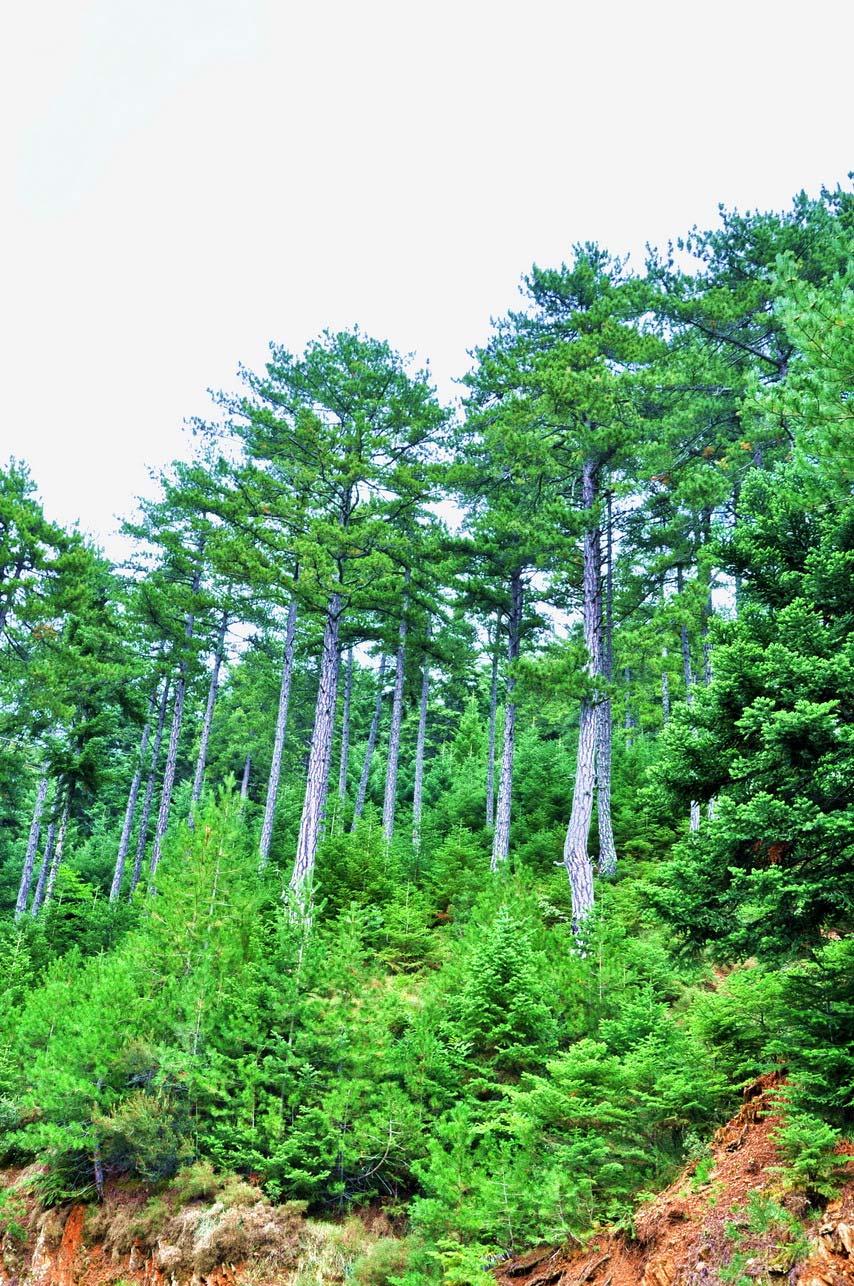 LIFE07 NAT/GR/000286 PINUS Αποκατάσταση των δασών Pinus nigra στον Πάρνωνα