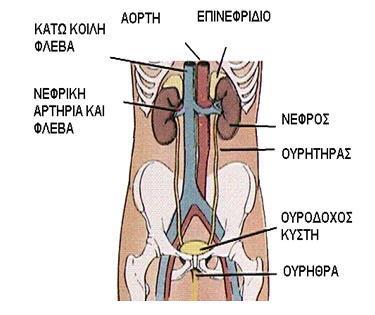 νεφρώνες έχουν μεγάλες αγκύλες Henle και απαγωγά αρτηρίδια που κατερχόμενα διαιρούνται σχηματίζοντας τα κατιόντα αγγεία, που αιματώνουν την μυελώδη μοίρα.