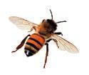 επίδραση - συμπεριφορά Επίδραση στις μέλισσες > Να μην εφαρμόζεται όταν οι μέλισσες και τα άλλα έντομα
