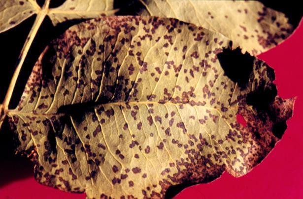 7. Σεπτορίωση Septoria pistacina Προσβολή των φύλλων της φιστικιάς τόσο κατά τον Μάιο οπότε έχουμε και τις μεγαλύτερες επιπτώσεις στην παραγωγή όσο και Σεπτέμβριο με