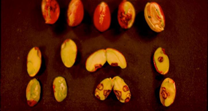 8. EREMOTHECIUΜ ή Aureobasidium Στις ΗΠΑ έχουν διαπιστώσει ότι το παθογόνο μεταδίδεται με ημίπτερα όπως το