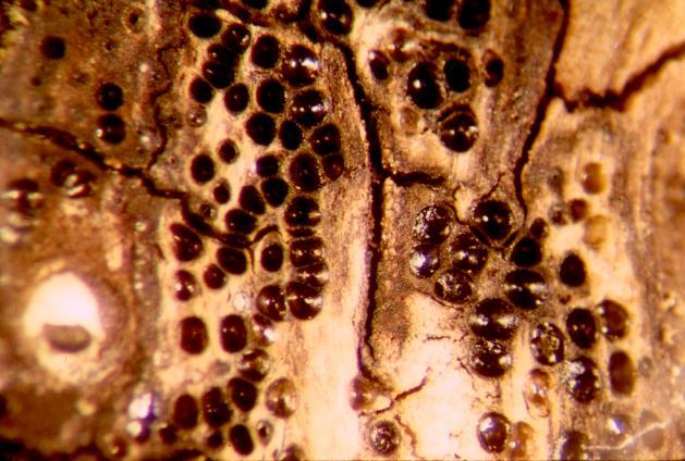 Eutypa