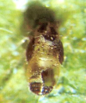 Encyrtidae) (φωτ. Φ.