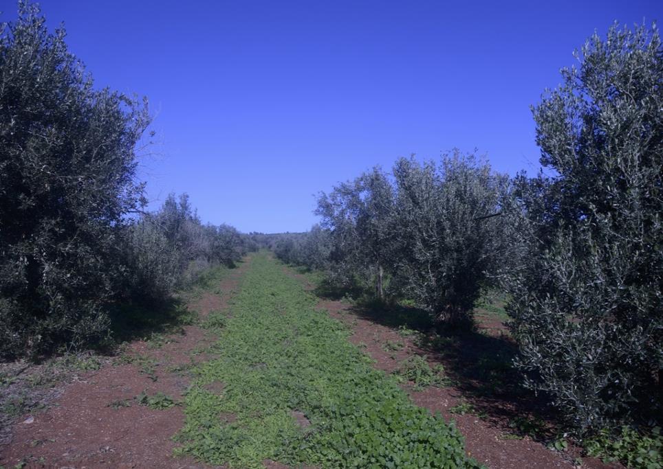 ΜΕΤΑ ΤΗΝ ΑΠΟΜΑΚΡΥΝΣΗ ΕΜΦΑΝΗΣ Η ΕΠΙΔΡΑΣΗ ΤΗΣ