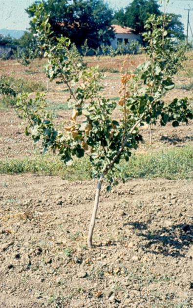 1. ΒΕΡΤΙΣΙΛΛΙΩΣΗ: Verticillium dahliae Παθογόνo: εδαφογενές Verticillium dahliae