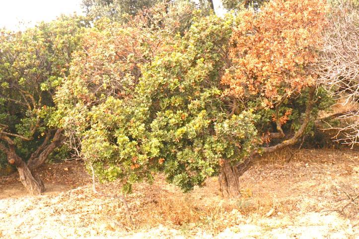 3. Σηψιρριζίες Armillaria