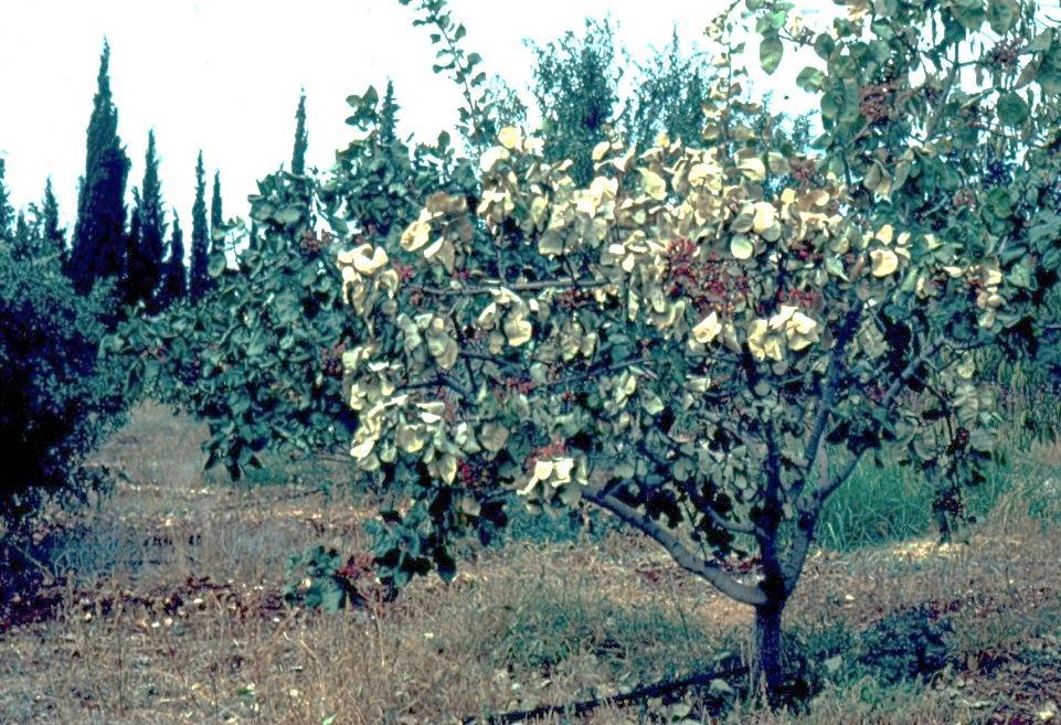 ΑΡΧΙΚΗ
